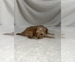 Small Photo #9 Cavapoo mix (+ Poodle Miniature) Puppy For Sale in MUNFORDVILLE, KY, USA