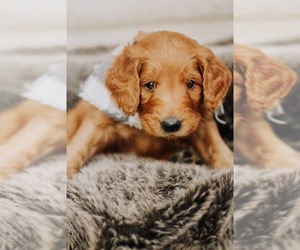 Goldendoodle Puppy for sale in AUSTIN, TX, USA