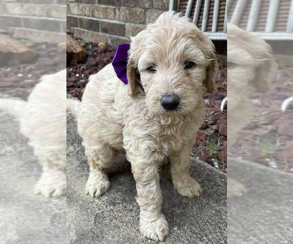 Medium Photo #1 Goldendoodle Puppy For Sale in LICKING, MO, USA