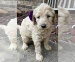 Small Photo #1 Goldendoodle Puppy For Sale in LICKING, MO, USA