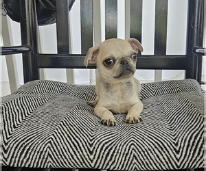 Pug Puppy for sale in BRIDGETOWN, OH, USA