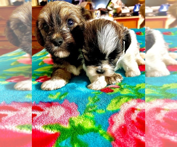 Medium Photo #6 Shorkie Tzu Puppy For Sale in LEBANON, OR, USA