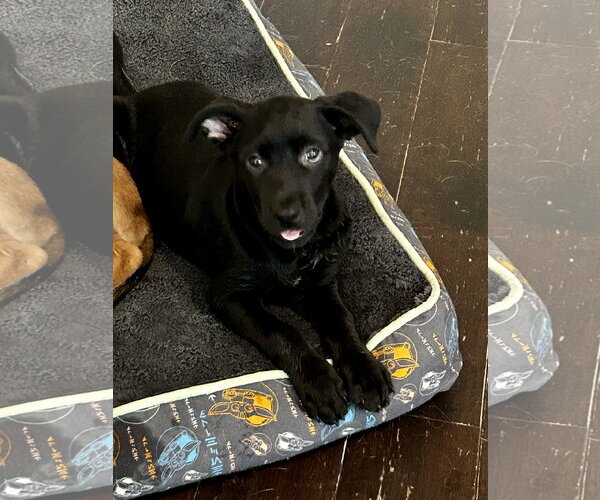 Medium Photo #6 Labrador Retriever-Unknown Mix Puppy For Sale in Hillsboro, MO, USA