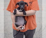 Small #2 American Staffordshire Terrier Mix