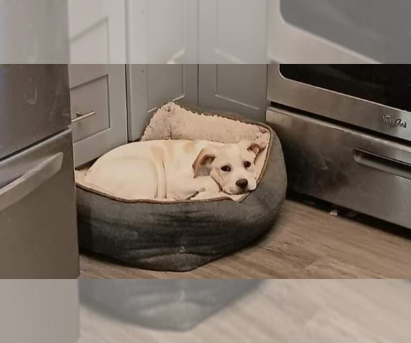 Medium Photo #3 Basset Hound-Labrador Retriever Mix Puppy For Sale in San Bernardino, CA, USA