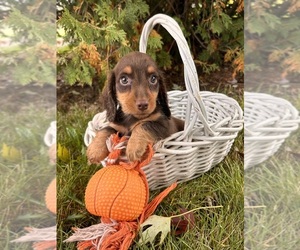 Dachshund Puppy for sale in MIDDLEBURY, IN, USA
