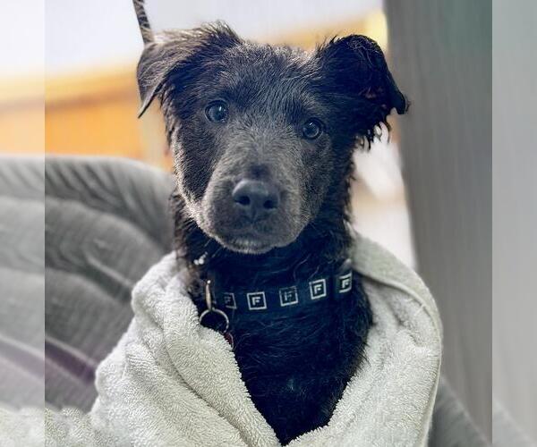 Medium Photo #1 Collie-Unknown Mix Puppy For Sale in San Diego, CA, USA