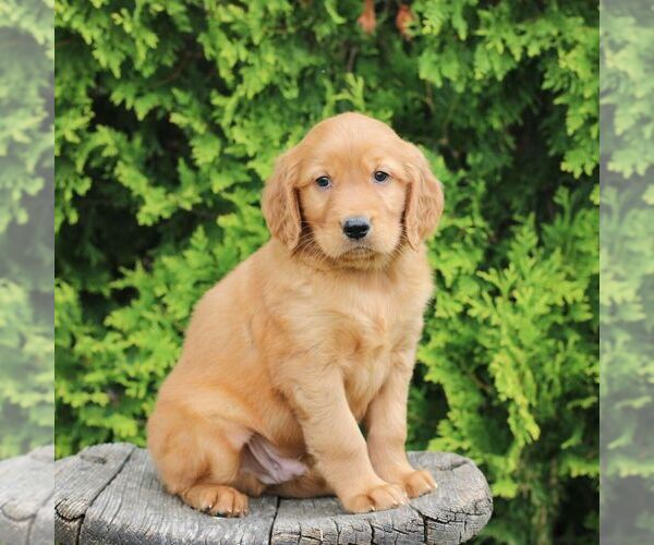 Medium Photo #5 Golden Irish Puppy For Sale in BLAIN, PA, USA