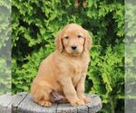 Small #4 Golden Irish