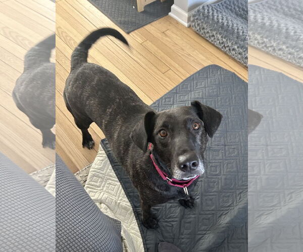 Medium Photo #10 Catahoula Leopard Dog-Plott Hound Mix Puppy For Sale in Oakhurst, NJ, USA