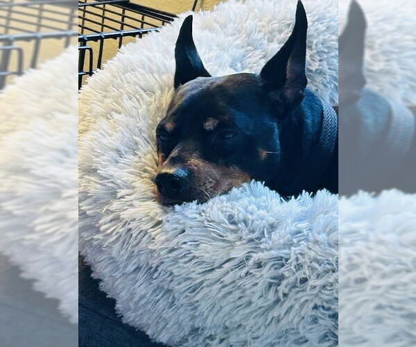 Medium Photo #3 Chipin Puppy For Sale in Princeton, MN, USA