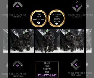 Shih Tzu Puppy for sale in WARSAW, IN, USA
