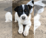 Small Photo #3 Australian Cattle Dog Puppy For Sale in CARROLLTON, MS, USA