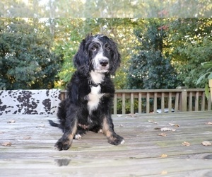 Bernedoodle-Poodle (Standard) Mix Puppy for sale in BROADWAY, NC, USA