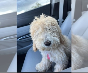 Goldendoodle Puppy for sale in TUCSON, AZ, USA