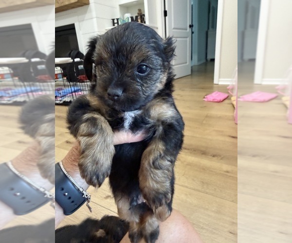 Medium Photo #10 Yorkshire Terrier Puppy For Sale in STAPLETON, AL, USA