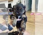 Small #9 Yorkshire Terrier