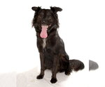 Small #1 Border Collie Mix