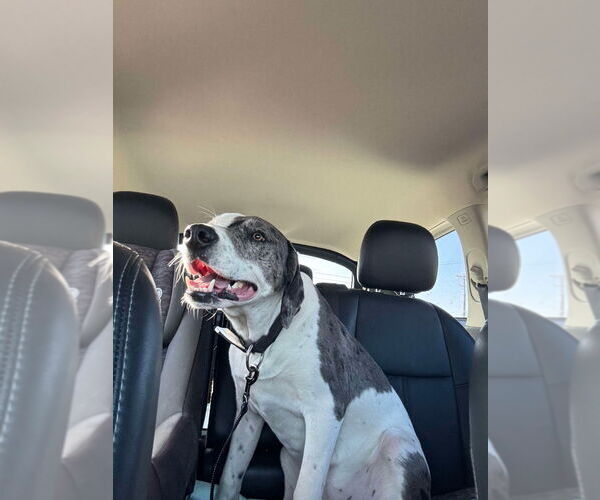 Medium Photo #1 Dalmatian-Great Dane Mix Puppy For Sale in Bullard, TX, USA