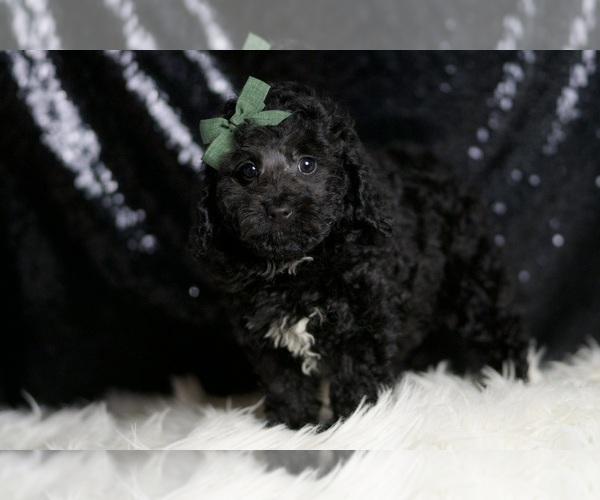 Medium Photo #2 Poodle (Miniature) Puppy For Sale in WARSAW, IN, USA