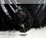 Small #1 Poodle (Miniature)