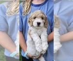 Puppy 4 Cockapoo-Poodle (Miniature) Mix