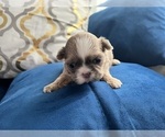 Small #15 Shih Tzu