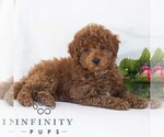 Small #1 Poochon