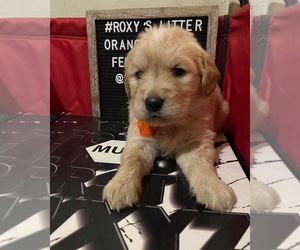 Golden Retriever Puppy for Sale in SAN BERNARDINO, California USA
