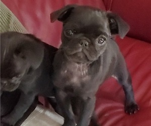 Pug Puppy for sale in HILLSDALE, MI, USA