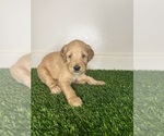 Small Photo #4 Goldendoodle Puppy For Sale in WEST PALM BEACH, FL, USA