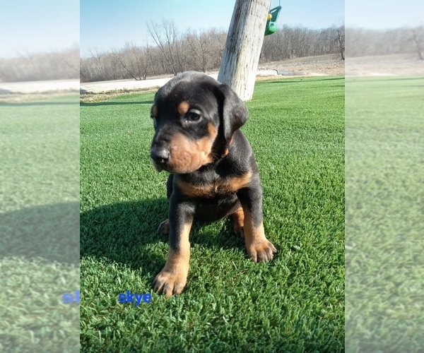 Medium Photo #5 Doberman Pinscher Puppy For Sale in AUBURN, IN, USA