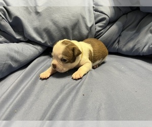 Boston Terrier Puppy for sale in CLEVELAND, TX, USA