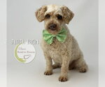 Small #1 Poodle (Miniature)