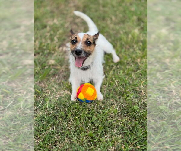 Medium Photo #1 Jack Russell Terrier Puppy For Sale in Claremore, OK, USA