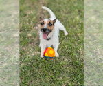 Small Jack Russell Terrier