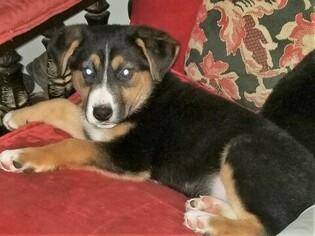 Euro Mountain Sheparnese Puppy for sale in BELLVILLE, OH, USA