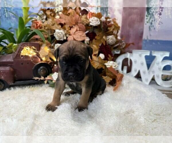 Medium Photo #5 Cane Corso Puppy For Sale in OOLOGAH, OK, USA
