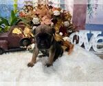Small #4 Cane Corso