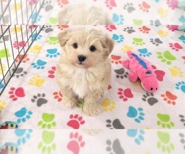 Medium Photo #6 Havanese Puppy For Sale in ORO VALLEY, AZ, USA