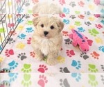 Small #5 Havanese