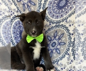 Labrador Retriever-Siberian Husky Mix Puppy for sale in LANCASTER, PA, USA