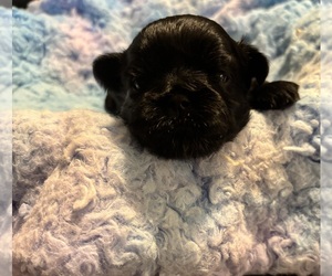 Shih Tzu Puppy for sale in BLUFFTON, SC, USA