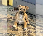 Small #6 Boxer Mix