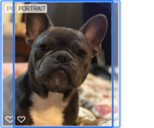 Father of the French Bulldog puppies born on 09/08/2019
