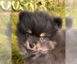 Small #2 Pomeranian