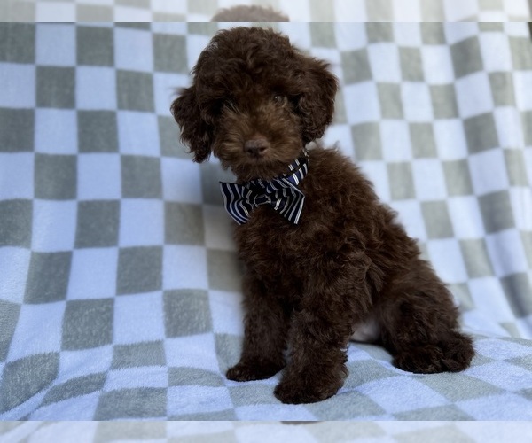 Medium Photo #4 Cavapoo (Miniature) Puppy For Sale in LAKELAND, FL, USA