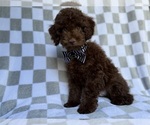Small #3 Cavapoo (Miniature)