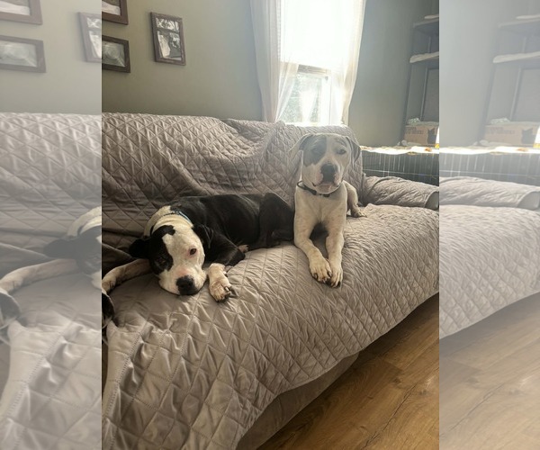 Medium Photo #2 American Pit Bull Terrier-Unknown Mix Puppy For Sale in Germantown, OH, USA