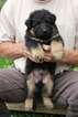 Puppy 3 German Shepherd Dog